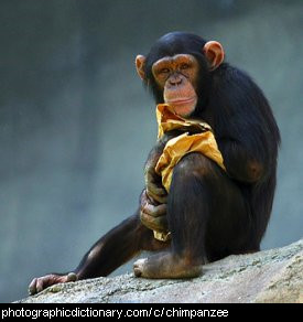 Photo of a chimpanzee