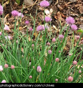 Photo of some chives
