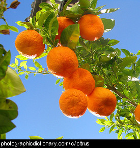 Photo of citrus fruit