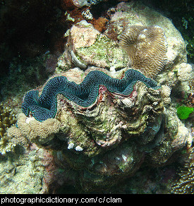 Photo of a giant clam