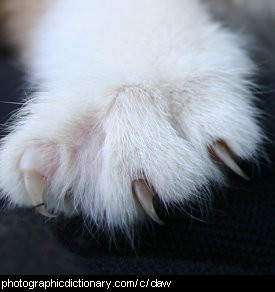 Photo of a kitten's claw