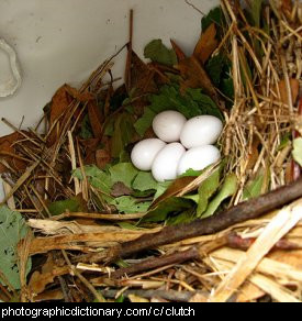 Photo of a clutch of eggs