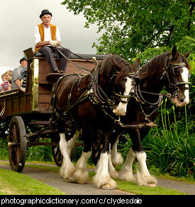 Photo of clydesdale horses