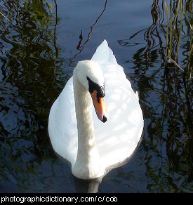 Photo of a male swan