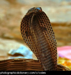 Photo of a cobra.