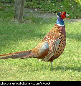 Photo of a cock pheasant.