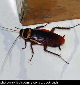 Photo of a common cockroach