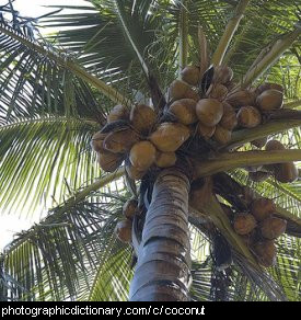 Photo of coconuts