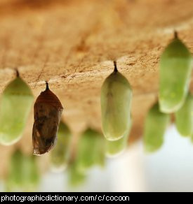 Photo of cocoons