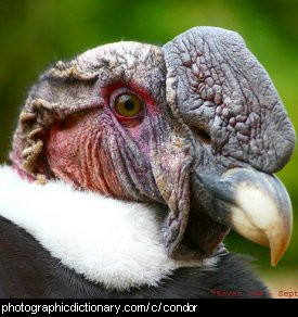 Photo of a condor