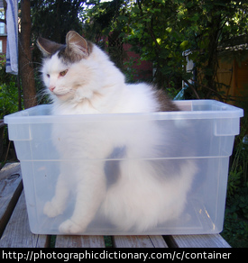 Photo of a cat in a plastic container