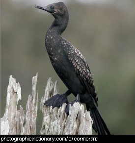 Photo of a cormorant