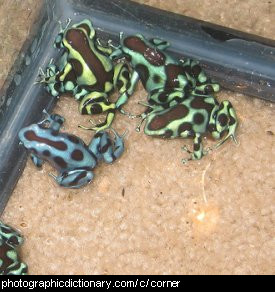 Photo of frogs in a corner