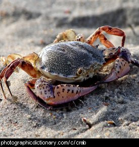 Photo of a crab