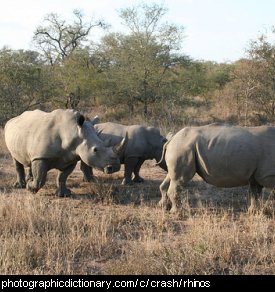 Photo of a group of rhinos