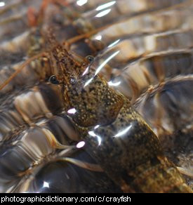 Photo of a crayfish