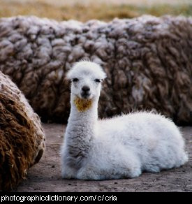 Photo of a baby llama