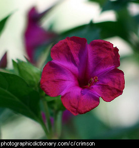 Photo of a crimson flower