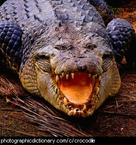 Photo of a crocodile