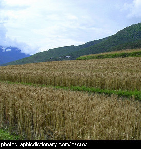 Photo of a field of wheat