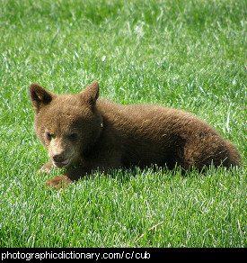 Photo of a bear cub