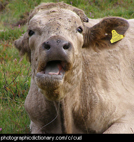 Photo of a cow chewing its cud.