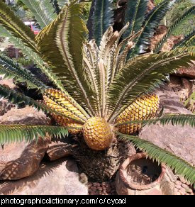 Photo of a cycad