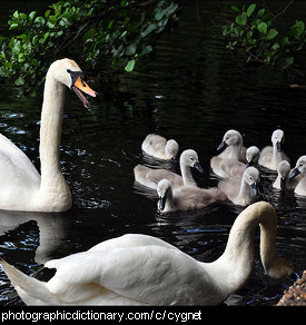 Photo of swans and cygnets
