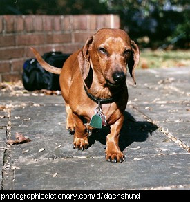 Photo of a dachshund dog