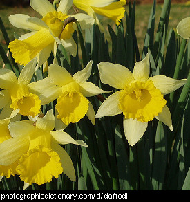 Photo of yellow daffodils.