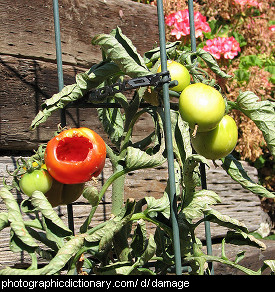 Photo of damaged tomatoes