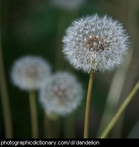 Photo of dandelion seedheads