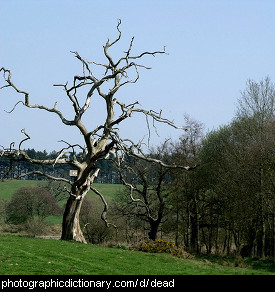 Photo of a dead tree
