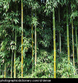 Photo of dense bamboo