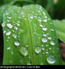 Photo of dew on a leaf