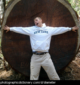 Photo of a man showing diameter on a cut tree