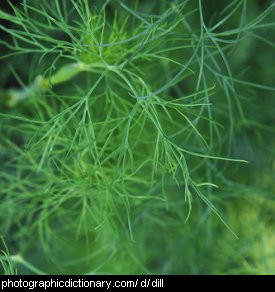Photo of dill