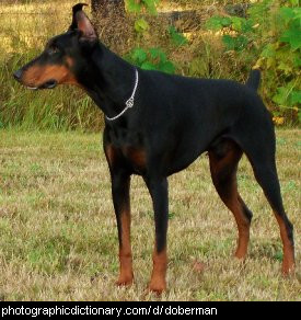 Photo of a doberman dog