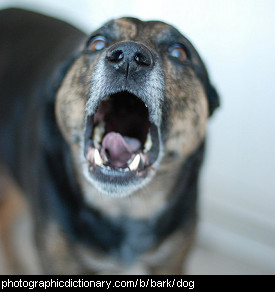 Photo of a dog barking.