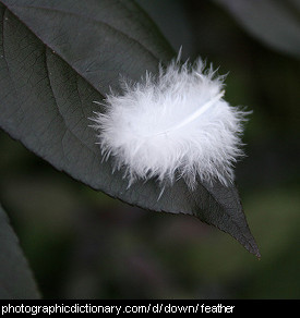 Photo of a fluffy feather