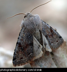 Photo of a drab moth