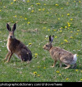 Photo of some hares