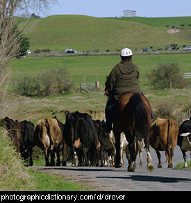 Photo of drovers and cows
