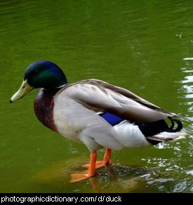Photo of a duck.