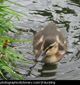 Photo of a duckling.