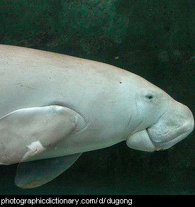 Photo of a dugong