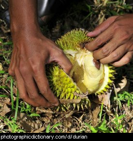 Photo of a durian fruit