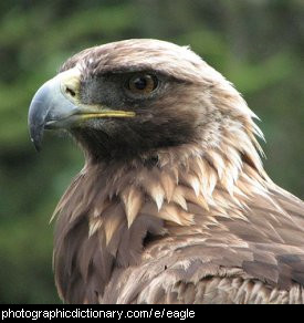 Photo of an eagle