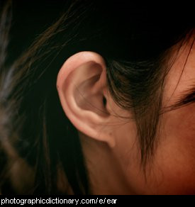 Photo of a woman's ear.