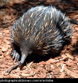 Photo of an echidna